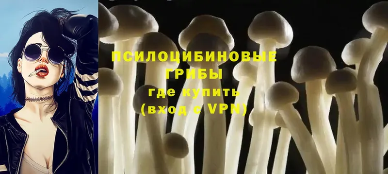 наркотики  Ладушкин  Псилоцибиновые грибы Psilocybe 